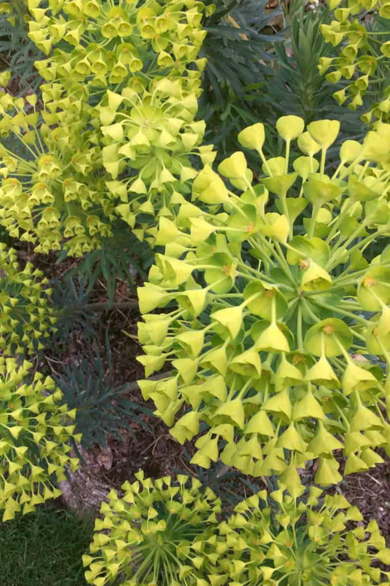 Euphorbia extraordinaire